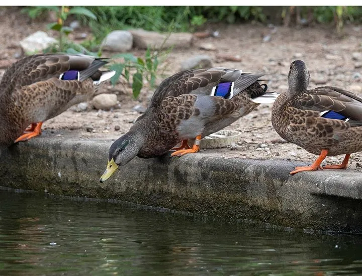 Three Domestic Ducks (Mallards) perched on the edge of a pool of water. 