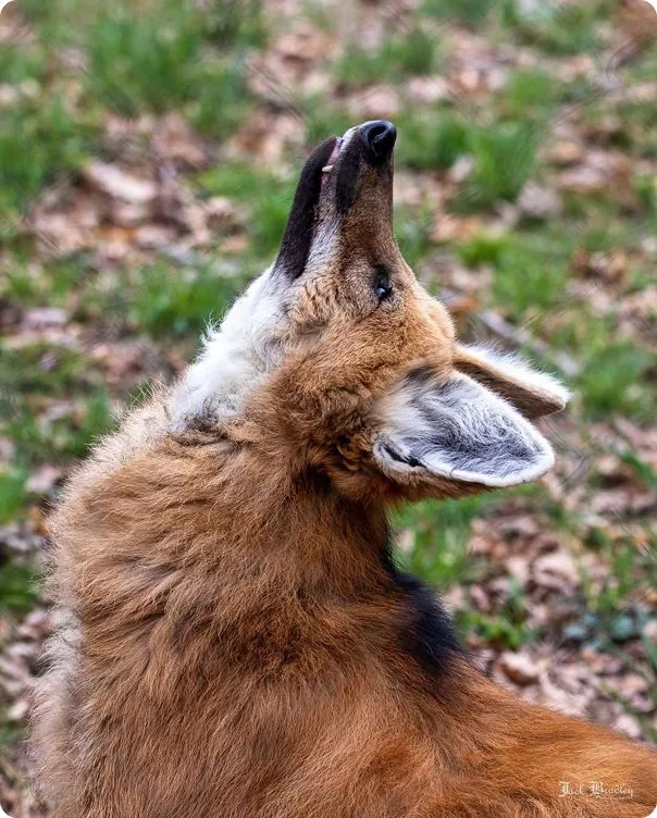 Maned Wolf photo 1