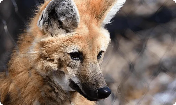 Maned Wolf photo 2
