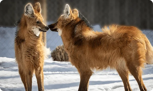Maned Wolf photo 3