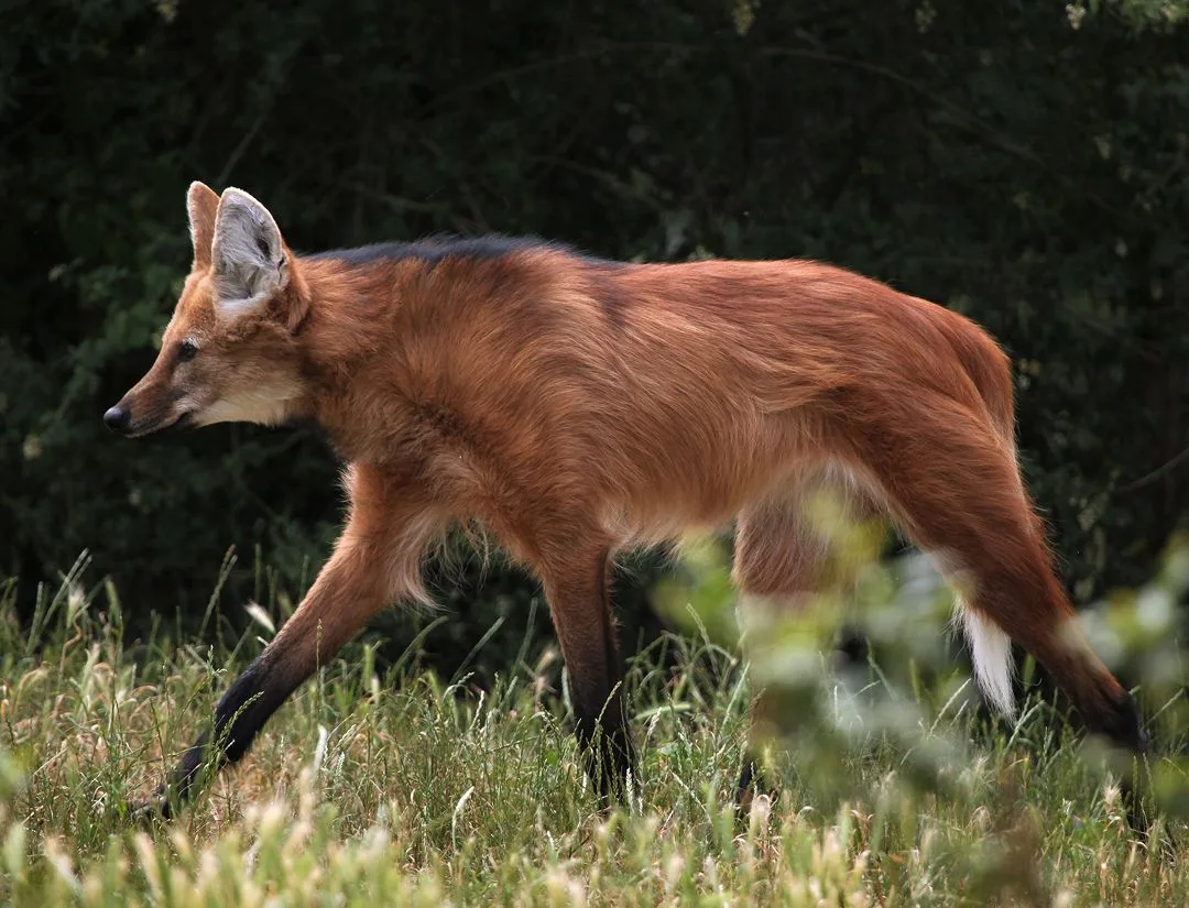 Maned Wolf