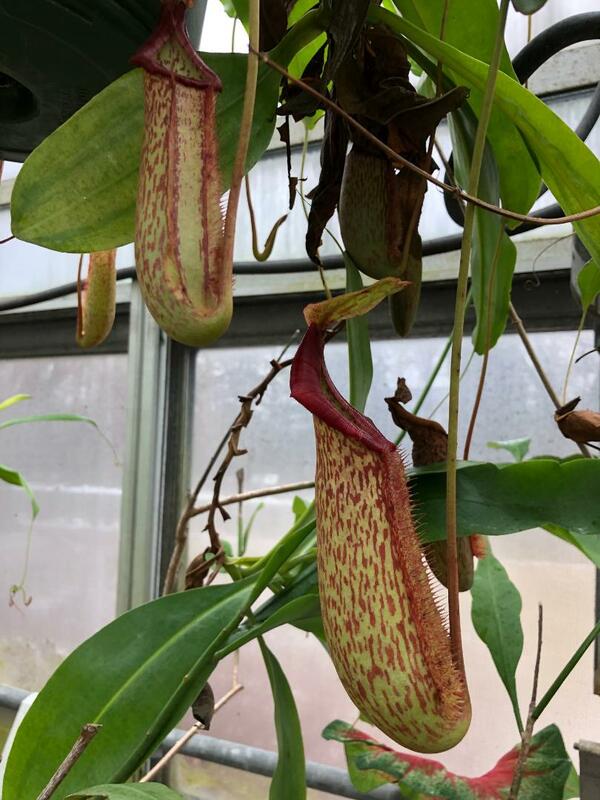 Tropical Pitcher Plant