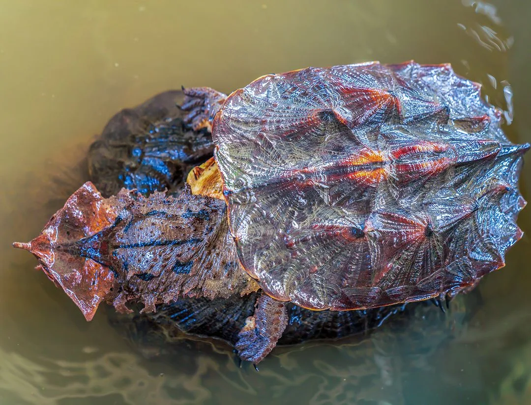Mata Mata Turtle