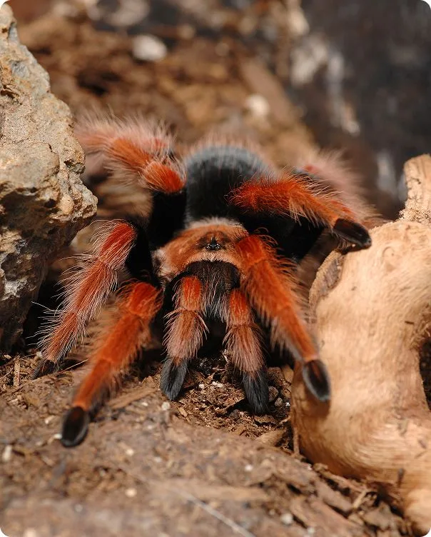 Mexican Flame Leg Tarantula photo 1