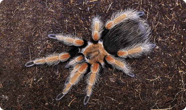 Mexican Flame Leg Tarantula photo 3