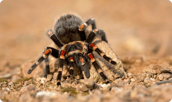 Mexican Flame Leg Tarantula photo 2