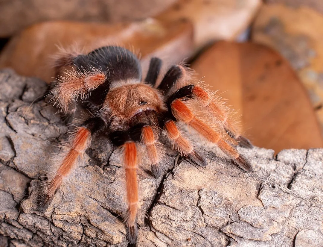 Mexican Flame Leg Tarantula