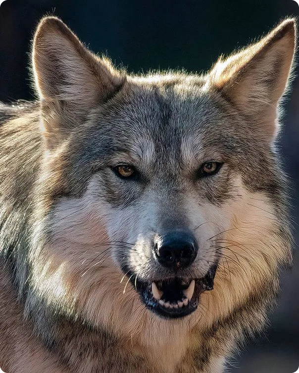 Mexican Wolf photo 1