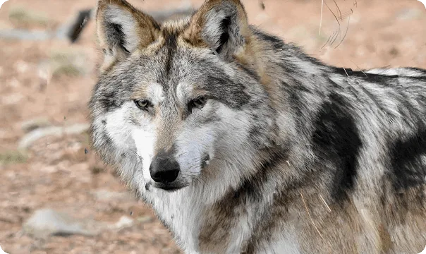 Mexican Wolf photo 2