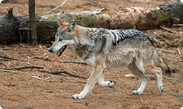 Mexican Wolf photo 3