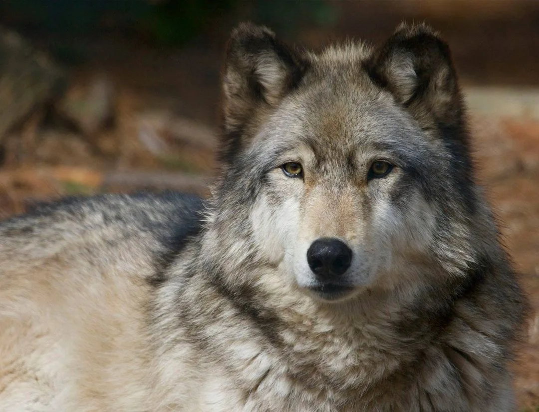 Mexican Wolf