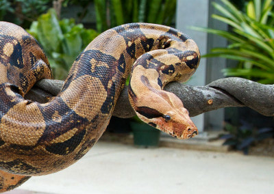 Boa Constrictor slithering on a branch.