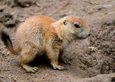Black-Tailed Prairie Dog facing to the right.