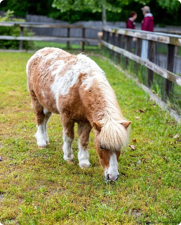 Miniature Horse photo 1