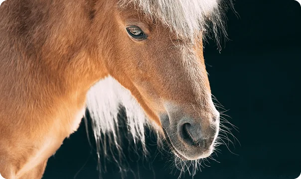Miniature Horse photo 2