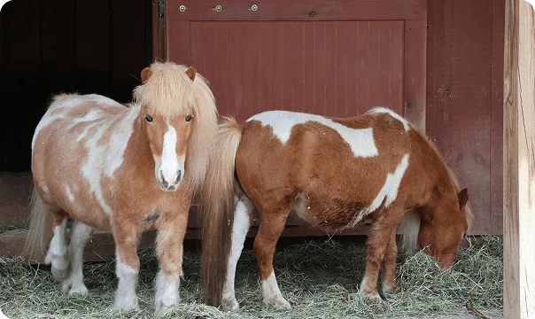 Miniature Horse photo 3