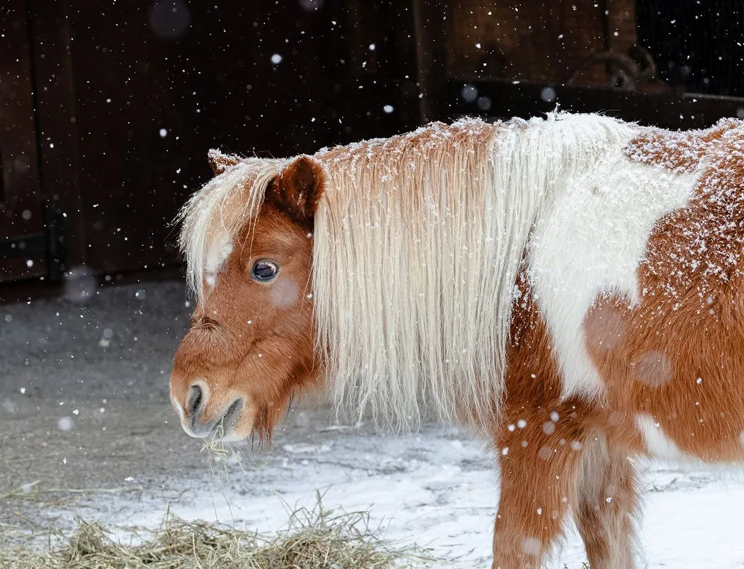 Miniature Horse