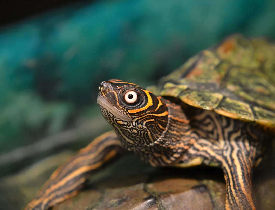 Mississippi Map Turtle
