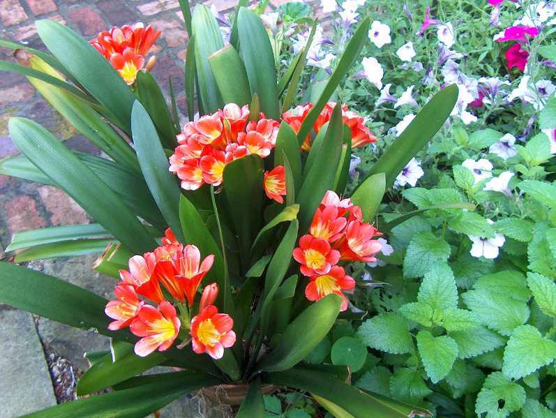 Natal Lily