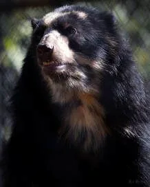 Connecticut's Beardsley Zoo Welcomes Second Andean Bear to the New Habitat