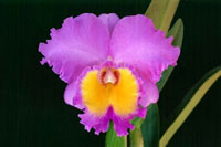 Coronation Orchid