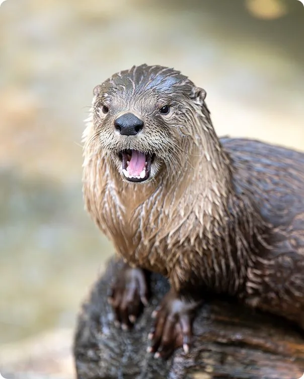 North American River Otter photo 1