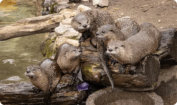 North American River Otter photo 3