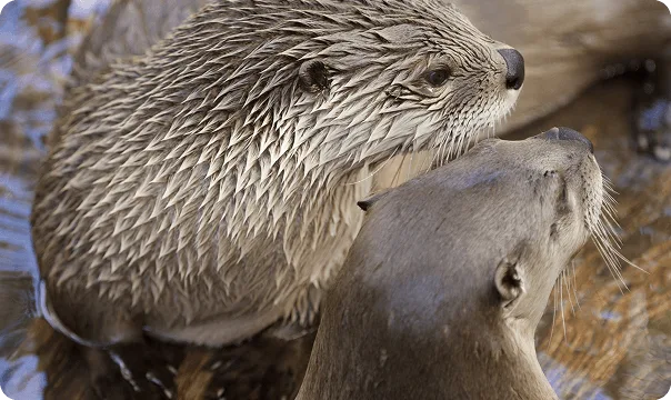 North American River Otter photo 2