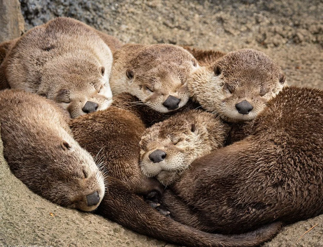 North American River Otter