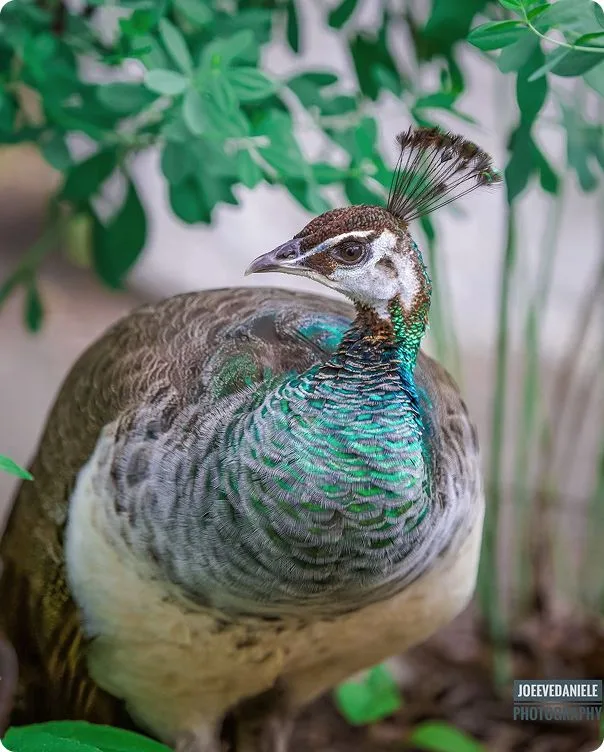 Indian Blue Peafowl photo 1