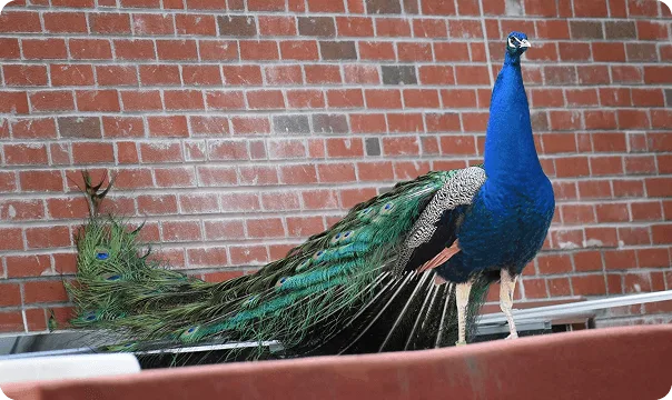 Indian Blue Peafowl photo 2
