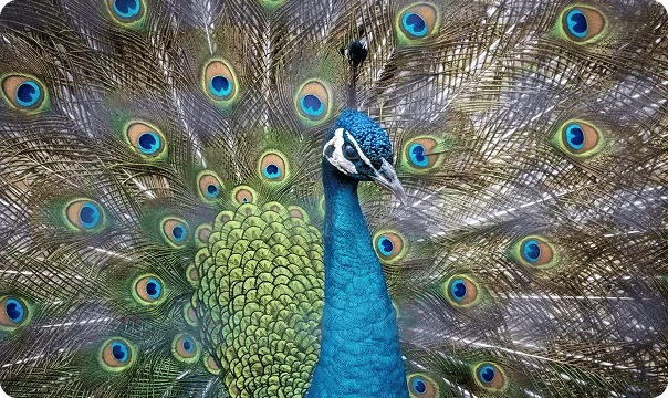 Indian Blue Peafowl photo 3