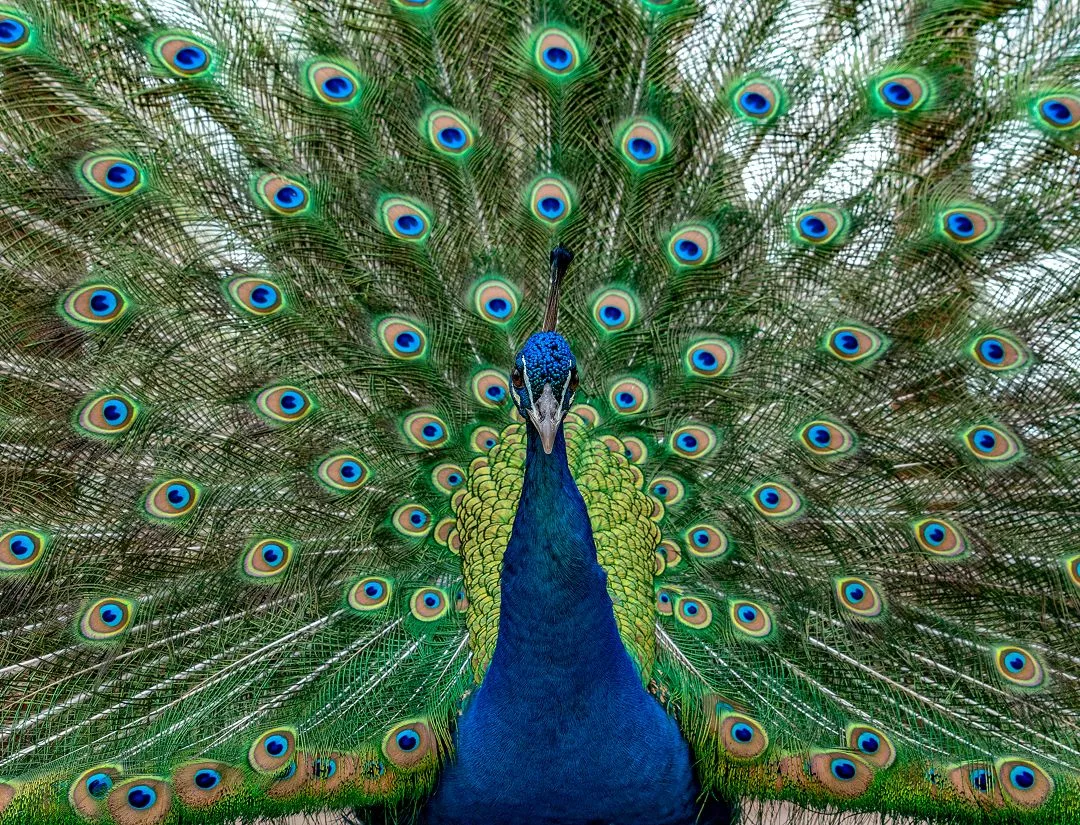 Indian Blue Peafowl