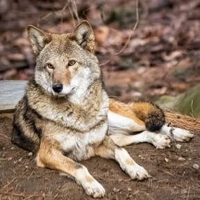 Love is "Taylor-Made" for Red Wolves at Connecticut's Beardsley Zoo