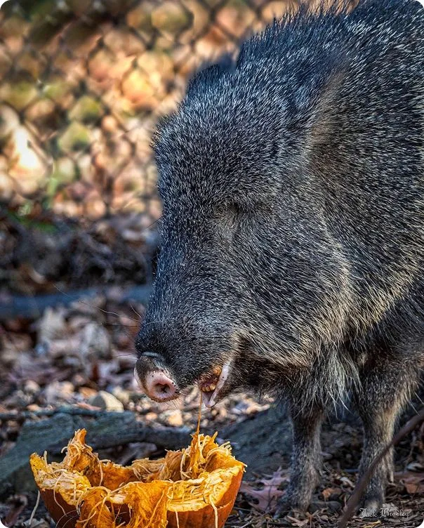Chacoan Peccary eating a pumpkin.