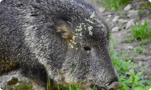 Chacoan Peccary facing to the right and sniffing the ground.