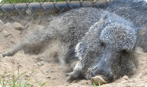 Chacoan Peccary laying in a dusty area.