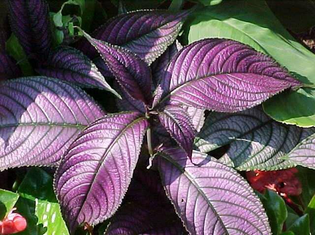 Persian Shield
