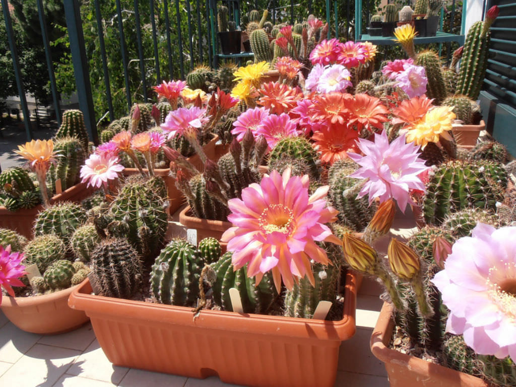 Peruvian Torch Cactus