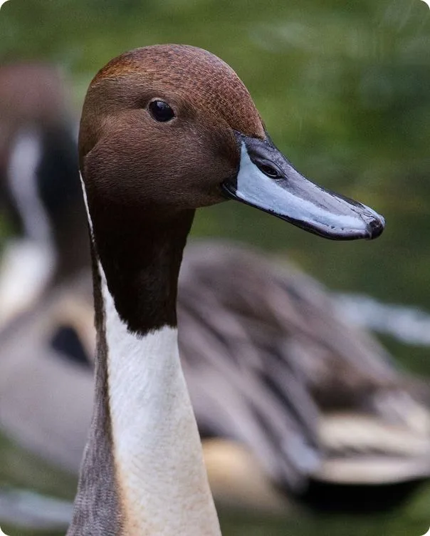 Northern Pintail photo 1