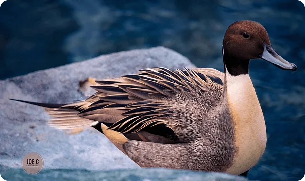 Northern Pintail photo 2