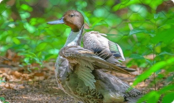 Northern Pintail photo 3
