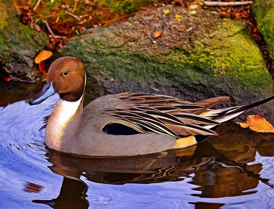 Northern Pintail