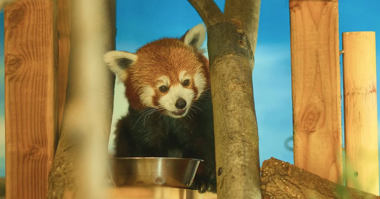 Indoor Red Panda Cam