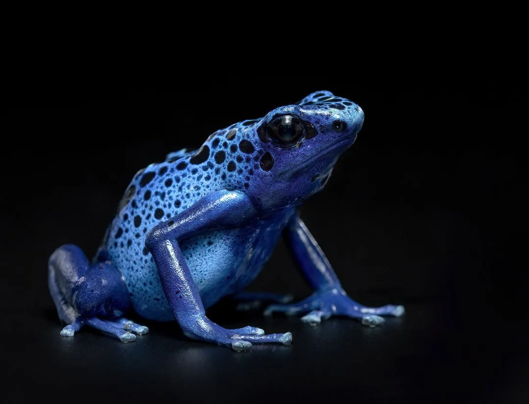 Poison Dart Frog
