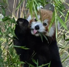Red Panda Wellbeing