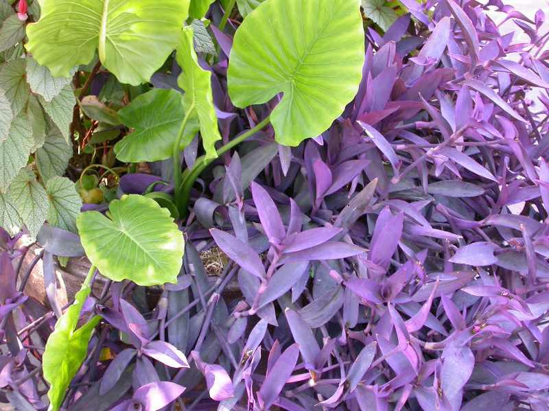 Purple Heart