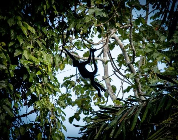 Celebrating World Rainforest Day