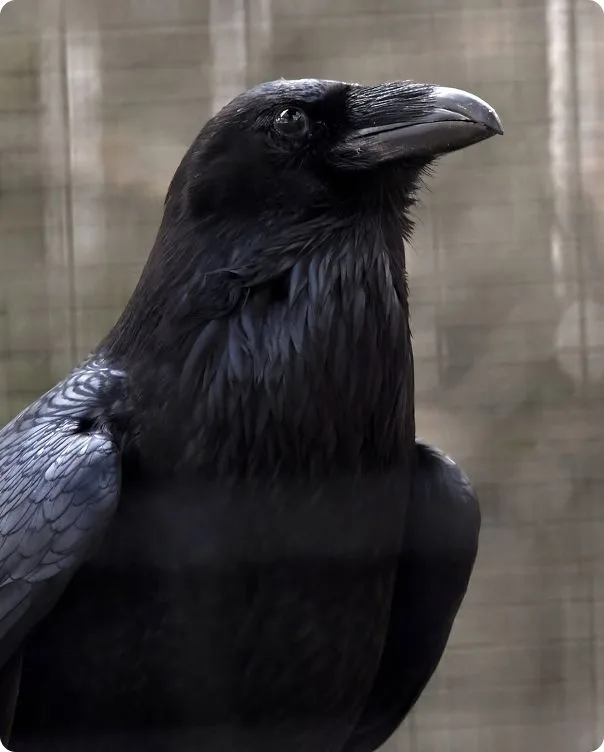 Common Raven looking to the right.