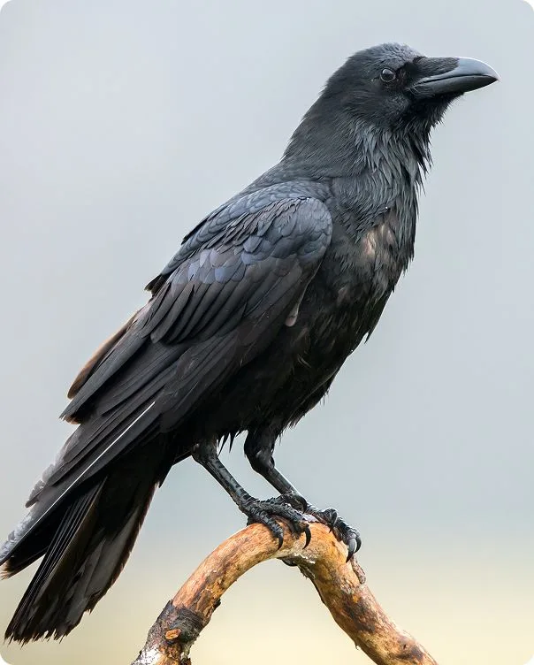 Common Raven perched on a branch looking up.